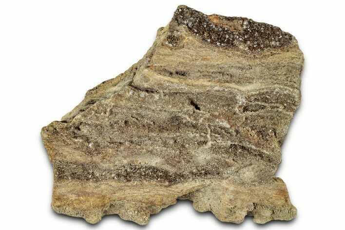 Glittering Petrified Wood with Druzy Quartz - Alabama #325498